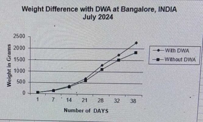 Impressive positive effect on broiler weight in India: final average weight +21% higher with Nutro Meat (2250 grams) than normal final average weight (1850 grams)